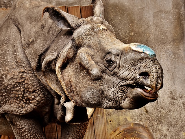 hlava nosorožce.jpg