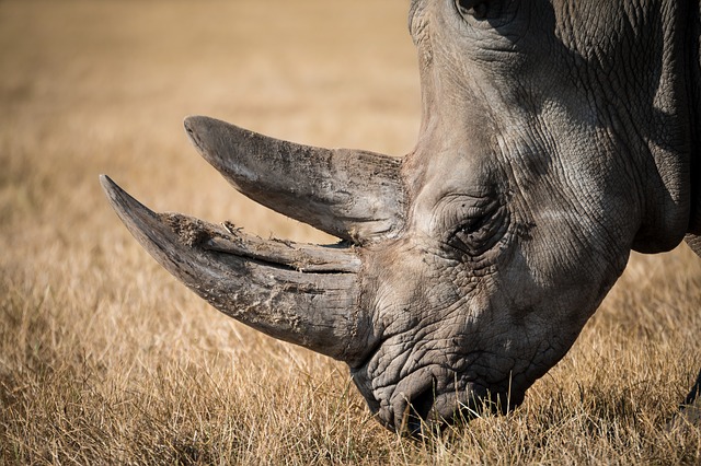 nosorožec rhino.jpg
